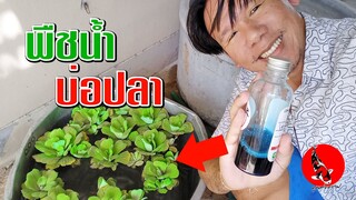 กำจัดเชื้อโรค ปรสิต ไวรัส แบคทีเรียในจอก แหน ก่อนลงบ่อปลาอ่างปลา l คุณพ่อคราฟ