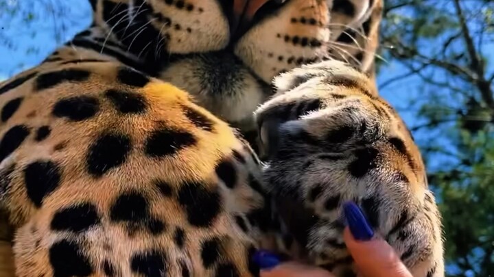 ออร์เคสตราภายในใจของเสือจากัวร์: จับมือน้อยๆ ของเธอหน่อยนะ มนุษย์เอ๋ย ไม่หลงเสน่ห์ฉันจนตายไปเลยหรอกเ