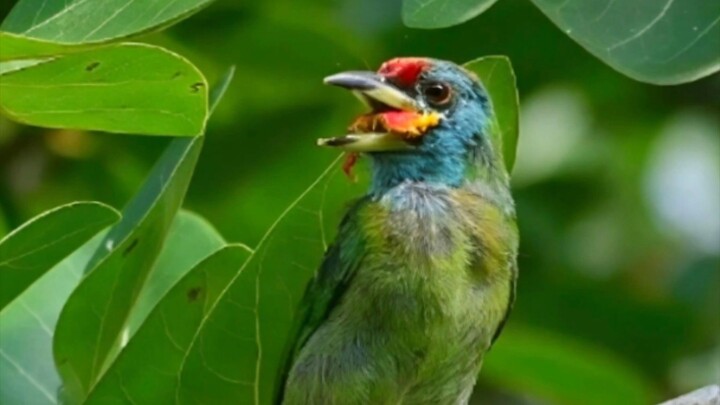 পাখির নাম: নীলগলা বসন্তবৌরি (Blue-throated barbet)#nikond7500#anowarparvezphotography #natute #wildl