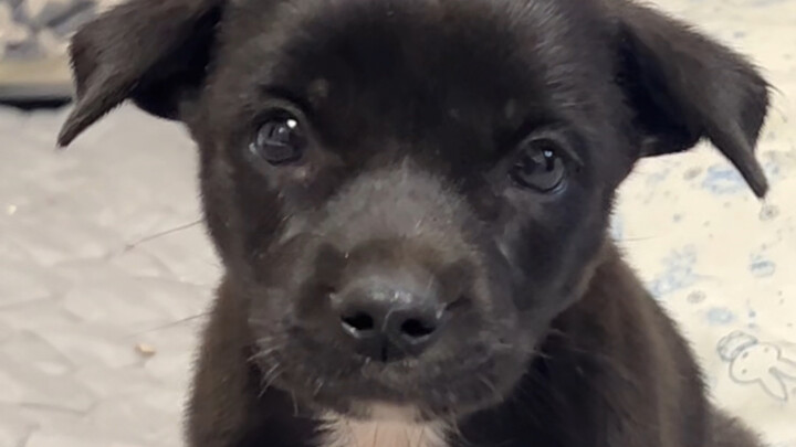 The sloppy princess has become an older sister—this adopted little black dog is just too adorable…