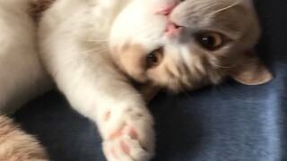 爱运动的糕儿