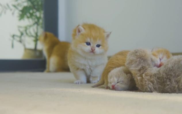 Anak kucing ingin merawat bayi kucing saat induknya tidak ada.