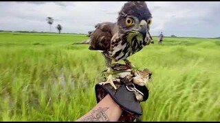 Chim ưng ấn săn mồi ( tập2 ) #falconry #hunter