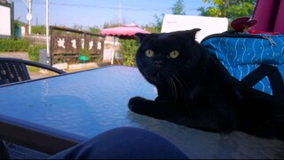 When Qiansuise visited the RV campsite for the first time, she unexpectedly ran into his "buddies"!