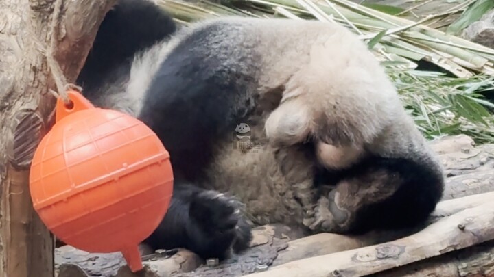 1.5 Mèo Nhị ngủ dậy gãi ngứa… ánh mắt tự nhiên bị hai “quả trứng đà điểu” thu hút…