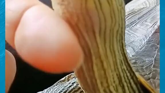 gatot kuat dan berotot