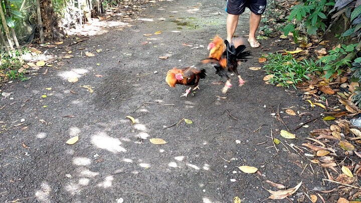 SUNDAY FARM DAY