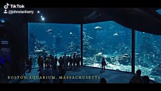 Aquaman