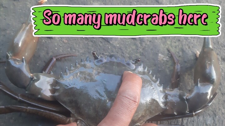 Easy way how to catch mudcrab in the mangroves forest