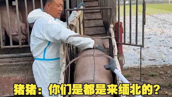 Zhu Zhu: Kalian semua datang ke Myanmar Utara?