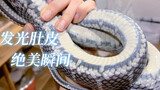 蛇蛇肚子超美！一捆漂亮绳子（笑）