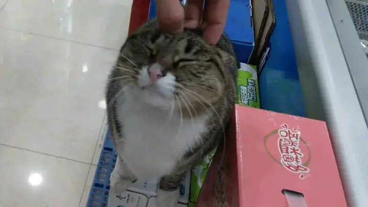 Petting the Cat in the Grocery Store