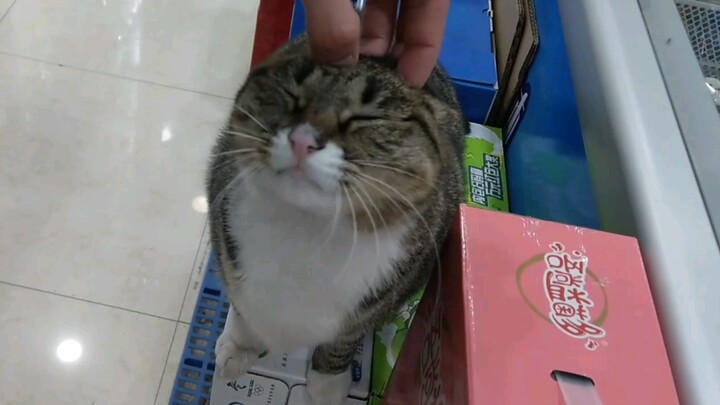 ลูบหัวแมวในร้านขายของชำ