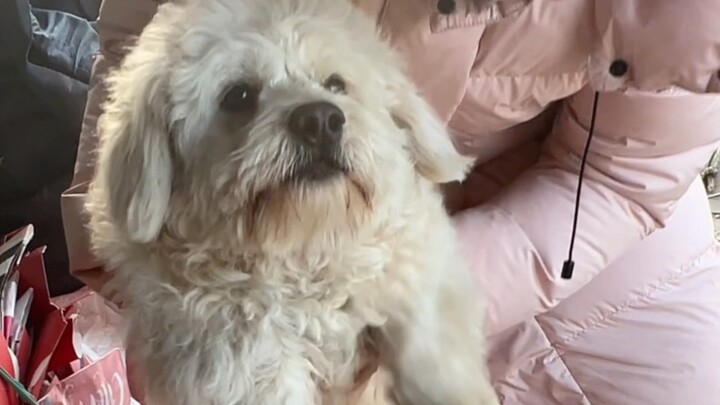 Benda-benda aneh apa saja yang membuat anjing kecil takut?