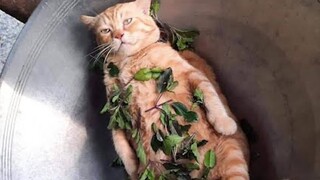 Kumpulan video lucu dari luar negeri, setelah menontonnya rasanya seluruh dunia begitu menyenangkan!