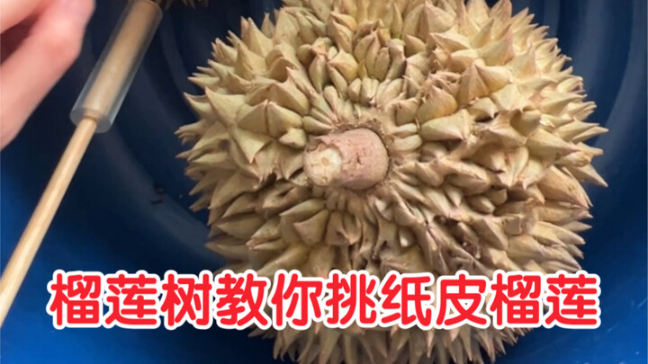 教你像我一样分分钟看透一颗榴莲！精细教你挑纸皮胖肉榴莲～ 必选奶油尖尖人字尖入字尖线条明显榴莲。不选金字塔钝钝刺厚皮榴莲。