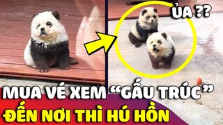 Độc lạ sở thú Trung Quốc cải trang cả 'CHÓ THÀNH GẤU TRÚC' khiến du khách cạn lời 😅 | Gâu Đần