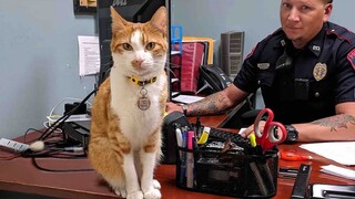 When Police Cat keeps a close eye on all the officers 😅