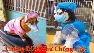 Thú Cưng TV | Thú Cưng Lầy Lội Vui Nhộn #5 | Chó mèo thông minh vui nhộn | Pets cute smart dog cat