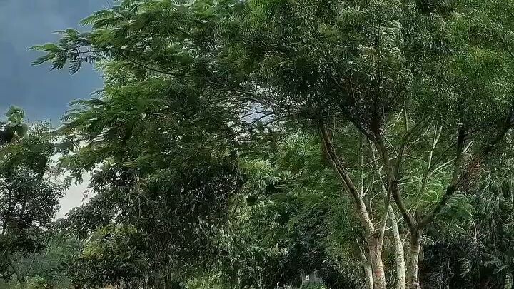 গ্রামীণ প্রকৃতির সৌন্দর্য