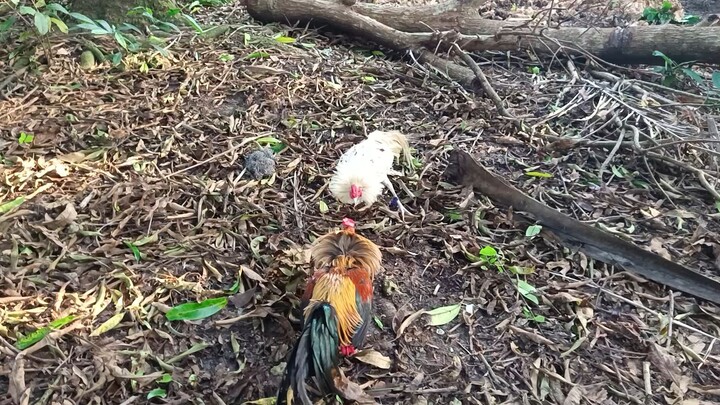 White Kelso McLean VS Navajero Gilmore