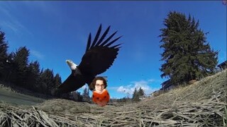 Cumtown  - falconry