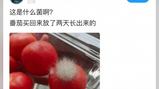 一生叛逆的菌子：爱流浪，爱自由，不习惯实验室的拘束！