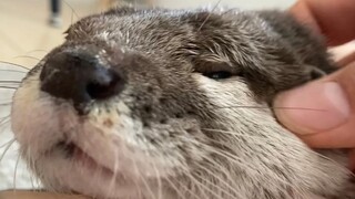 [Otter] Let you see what a real crying monster is [Sakura and Rice Cake]