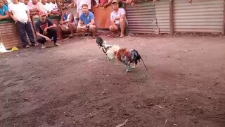 manok n pula lost