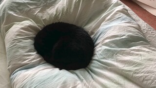 "Kucing hitam adalah lubang hitam"