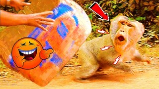 Big Box Vs Real Monkey Prank, Best Comedy video 2022