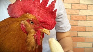 Ajak ayam jago makan pisang, pasti enak