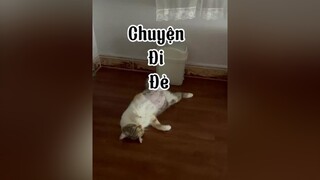 Và tôi quyết định đặt là Huấn Hoa Hồng và Mai Âm Nhạc 😂😂 cat mèo