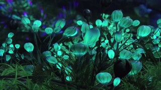 1st EDITION - Avatar