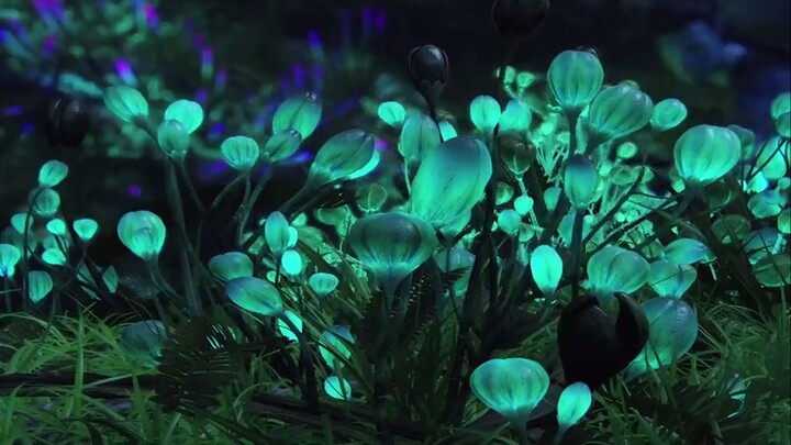 1st EDITION - Avatar