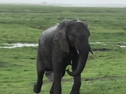 Gấu mẹ trên đồng cỏ