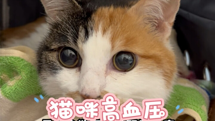 Pets, like humans, suffer from high blood pressure. There is no good treatment and they can only be 