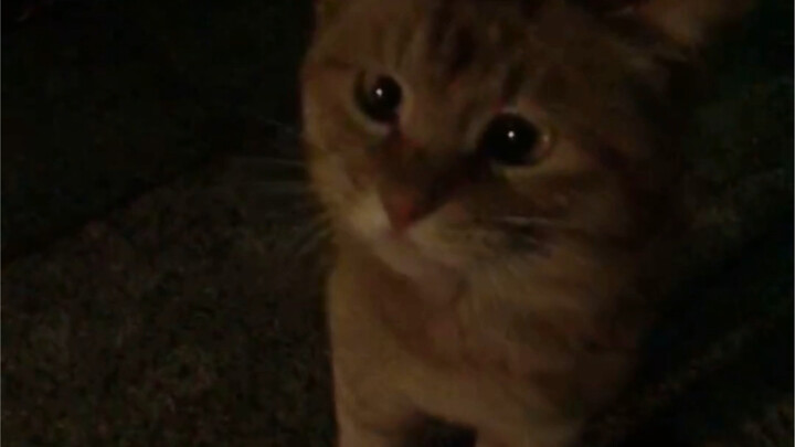 Malam itu saat pulang ke rumah, seekor kucing oranye gemuk menghadangku di tengah jalan; ternyata ia