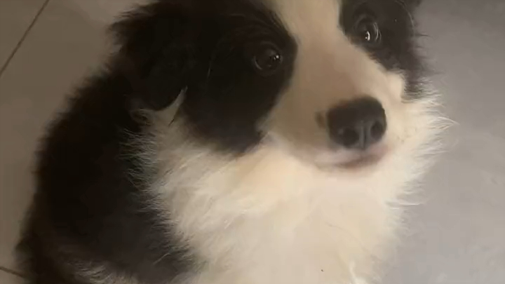 The changes in my little border collie over 30 days at home…