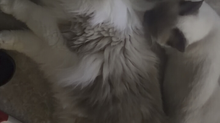 Sorotan film kucing