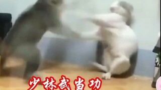 Setan Kecil Korea Tidak Bisa Menyembunyikan Rahasia Keterampilan Kung Fu-nya Saat Menonton “Kucing C
