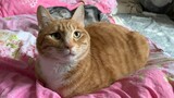 Seekor kucing oranye cacat yang lahir tanpa anggota tubuh