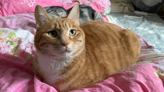 A disabled orange cat born without limbs