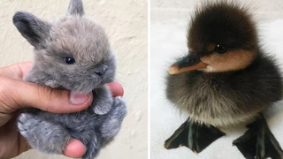 น่ารักมาก! Cutest baby animals Videos Compilation Cute moment of the Animals - Cutest Animals 3