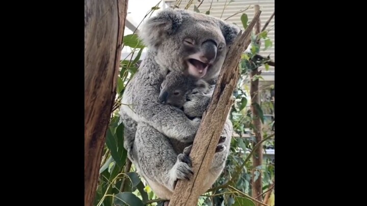 หมีโคอาลาขอความช่วยเหลือจากมนุษย์เพื่อเอาชีวิตรอด ที่แท้เธอกลายเป็นแม่แล้ว!