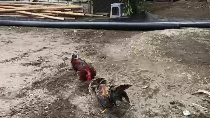 bulik vg melsim black