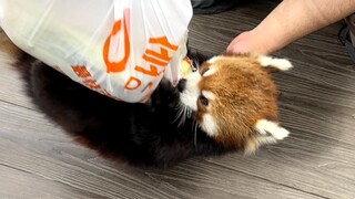 Red panda robs Terrorist Homo erectus