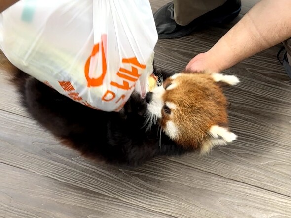 Red panda robs Terrorist Homo erectus
