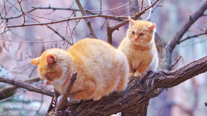 Cảnh nổi tiếng của mèo cam mẹ chăm con: Mèo con nhút nhát dùng “thuật bò ngang kiểu cua” khi xuống c