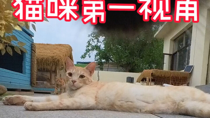 Cat’s First-Person View